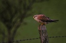 Turmfalke (Falco tinnunculus) ND