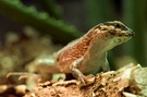 Maskenleguan ZO