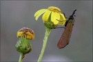 ND Sonnenroeschen-Gruenwidderchen ( Adscita geryon)