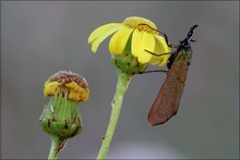 ND Sonnenroeschen-Gruenwidderchen ( Adscita geryon)