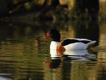 Brandgans (Tadorna tadorna)