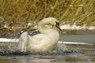 Schwan beim baden