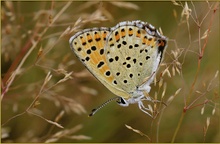 ND Brauner Feuerfalter (Heodes tityrus )