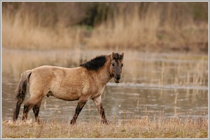 Konikpferd
