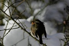 Rothkelchen ND