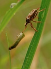 Wanze auf der Jagd