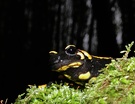 Gefleckter Feuersalamander ND