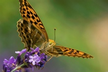 Kaisermantel (Argynnis paphia) ND