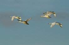 Schwäne im Flug ND