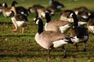 Kanadagans (Branta canadensis)