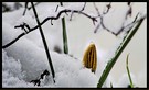 Krokus im Februar