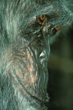 Schimpansen-Portrait