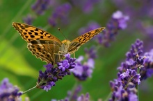 Kaisermantel (Argynnis paphia) ND