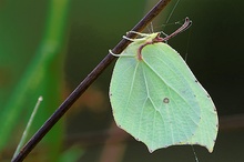 Zitronenfalter (Gonepteryx rhamni)