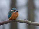 Eisvogel (ND)