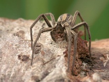 ND: Listspinne