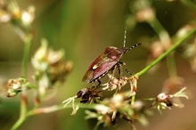 ND Beerenwanze (Dolycoris baccarum)