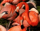 Kubaflamingo (Phoenicopterus ruber)