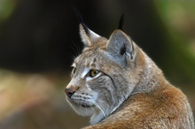 Luchs (ZO)