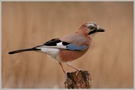 Eichelhäher (Garrulus glandarius)