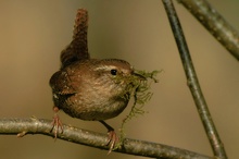 Nestpolsterung ( ND )