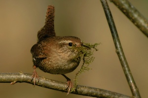 Nestpolsterung ( ND )