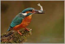 Eisvogel (Alcedo atthis)