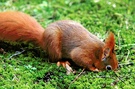 Eichhörnchen - Südfriedhof  (ND)