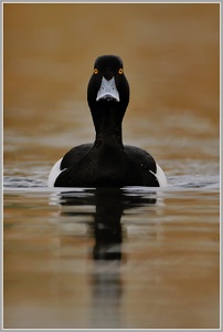 Reiherente (Aythya fuligula)