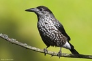 Tannenhäher II - Nucifraga caryoctactes L. (ND)