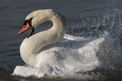 Höckerschwan ( Cygnus olor)