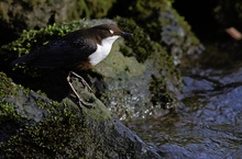 Wasseramsel (Cinclus cinclus)