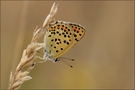 ND Brauner Feuerfalter (Heodes tityrus )