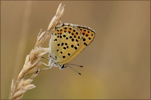 ND Brauner Feuerfalter (Heodes tityrus )