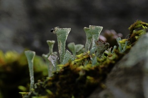 Becherflechte und Spinne ND