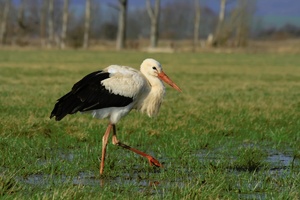 Storch in der Aue