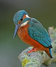 Eisvogel KD