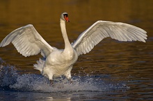 Höckerschwan (ND)