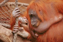 Orang Utans (ZO)