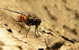 Fliege auf Baumrinde (ND/EBV)