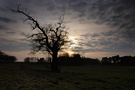 Alter Baum im Abendlicht