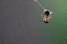 Araneus diadematus mit Beute - ND