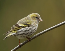 Erlenzeisig (Carduelis spinus) KD