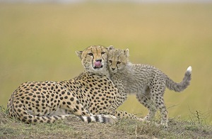 Gepardin mit Jungem (W) = ND