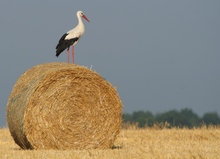 Ein Storch... (ND)