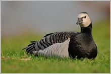 Weisswangengans (Branta leucopsis)