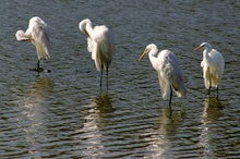 Silberreiher in der Mittagspause, ND, DOK, EBV