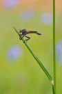 Berg-Raubfliege (Didysmachus picipes)