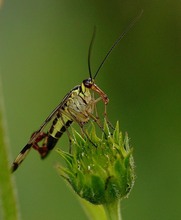 gemeine Skorpionsfliege - Panorpa communis