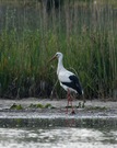 Storch